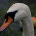 Nancy Swan Photo 19