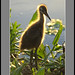 Barry Marsh Photo 16
