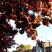 Alexander Cherry Photo 11