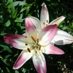 Carol Sutton Photo 25