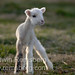Edwin Lamb Photo 3