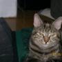 Karen Ricketts Photo 22