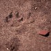 Raymond Wolf Photo 22