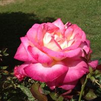 Patti Nance Photo 18