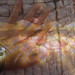 Jan Hand Photo 15