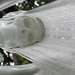Francis Gray Photo 25