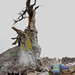 Stacy Stump Photo 13