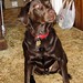 Chester Chance Photo 9