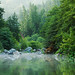 Misty Moss Photo 23