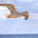 Jill Gull Photo 10