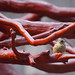 Robin Kantor Photo 4