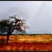Ray Khan Photo 16