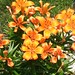Myrna Flores Photo 37
