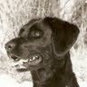 David Appel Photo 36