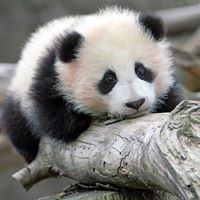 Li Yan Photo 38