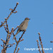 Jan Townsend Photo 16