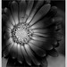 Brandie Black Photo 21