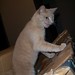 Joey Box Photo 14