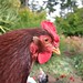 Margaret Culbertson Photo 16