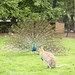 Wayne Peacock Photo 25