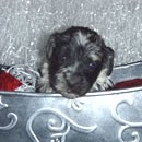Jane Hiller Photo 4