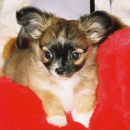 Kimberly Pickett Photo 36
