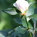 Bud Rich Photo 13