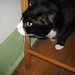 Lawrence Mink Photo 8