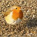 Robin Handy Photo 13