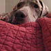 Susan Jaeger Photo 10