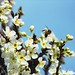 Carol Bee Photo 3