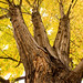 James Maple Photo 15