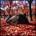 Carl Hassel Photo 13