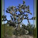Joshua Laughlin Photo 25