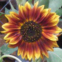 Nancy Stansbery Photo 3