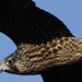 Michael Falcon Photo 19
