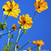 Frances Wise Photo 31