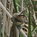 Terri Marsh Photo 24