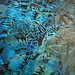 Thomas Samples Photo 18