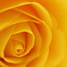 Catherine Lemon Photo 12
