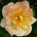 Ellis Peach Photo 11