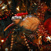 Cindy Bird Photo 16