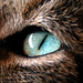 Jack Wells Photo 46