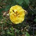 Rose Benge Photo 5