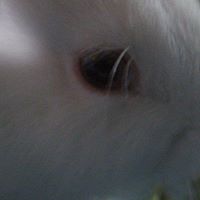 Alice Grubb Photo 4