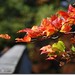 Deb Hudson Photo 25