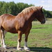 Clyde Barney Photo 10