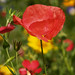 Mary Mohn Photo 11