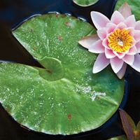 Janice Sherman Photo 24