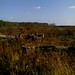 Jim Robeson Photo 7